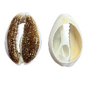 Cowrie - Gold Glitter