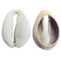 Cowrie - Plain