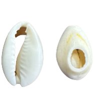 Cowrie - Plain, 16mm #2