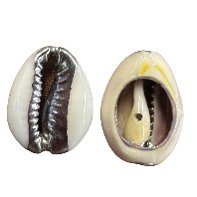Cowrie - Silver Belt