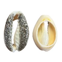 Cowrie - Silver Glitter