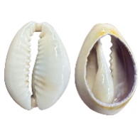Cowrie
