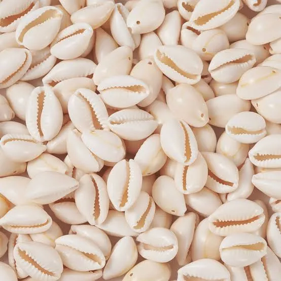 Plain Cowrie Beads