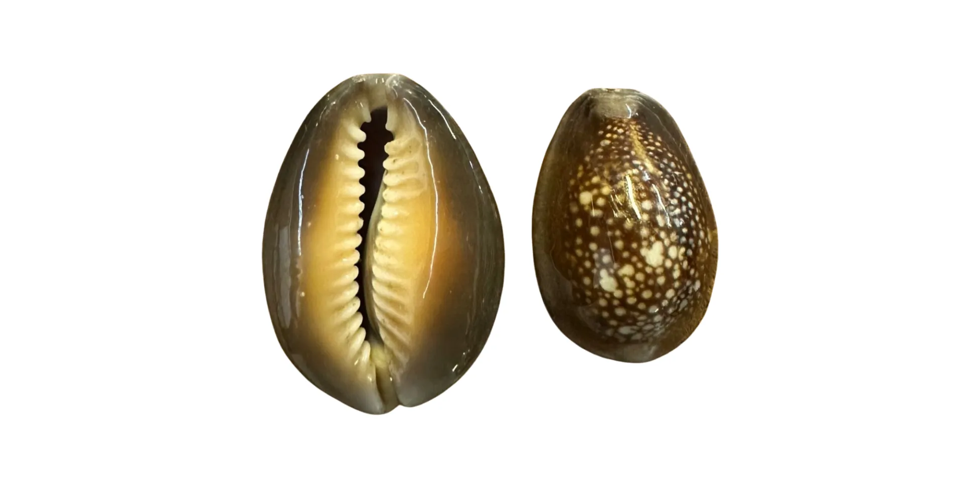 Big Cowrie Beads